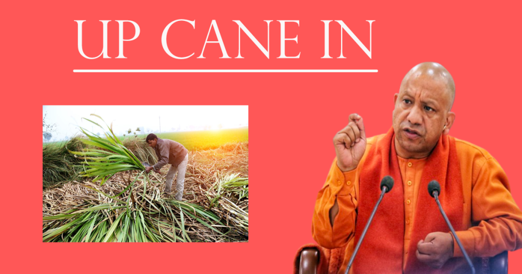 cane up in